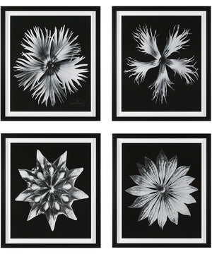 Contemporary Floret Framed Prints, Set of 4