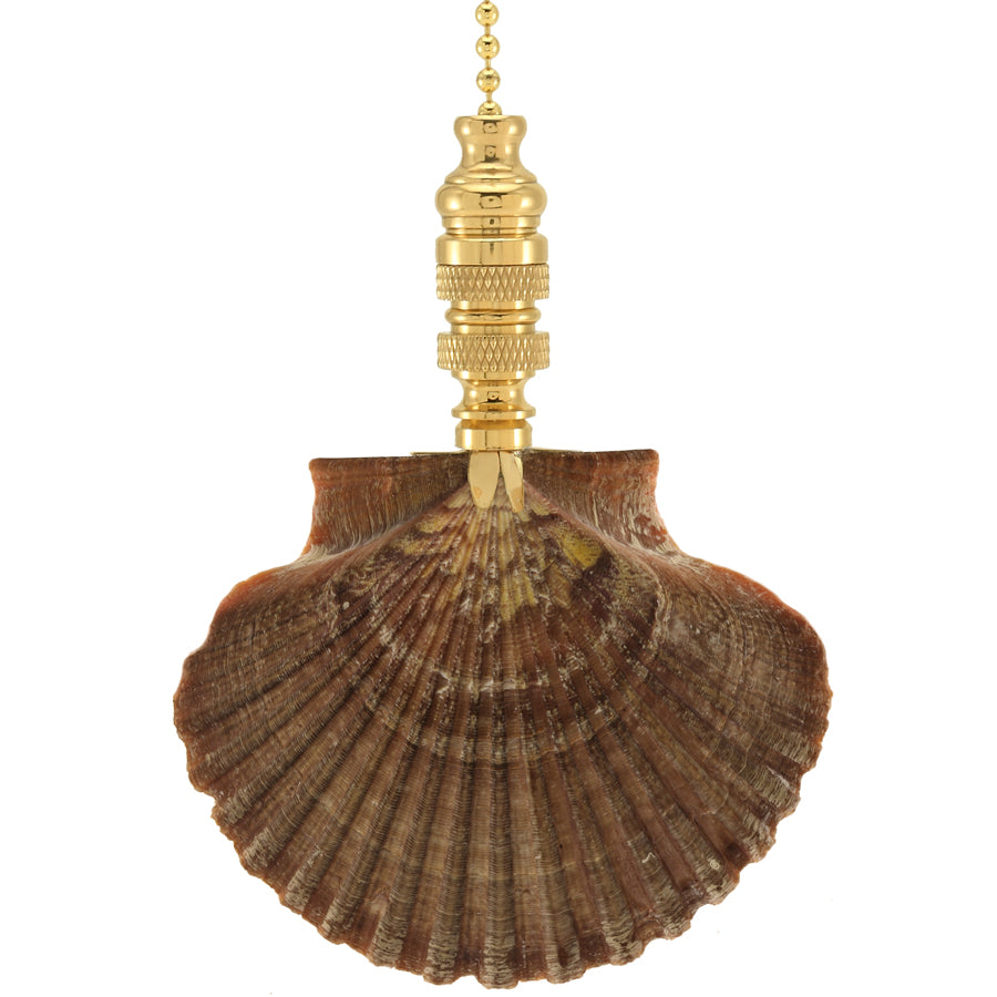 Mexican Flat Sea Shell Ceiling Fan Pull, 3"h with 12" Polished Brass Chain