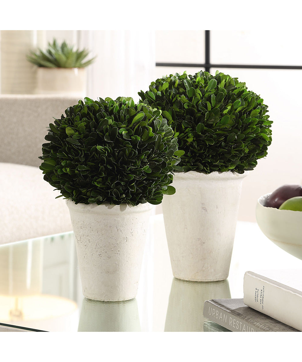 Preserved Boxwood Domes Set of 2