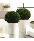 Preserved Boxwood Domes Set of 2