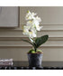 Laris Orchid Drop-In