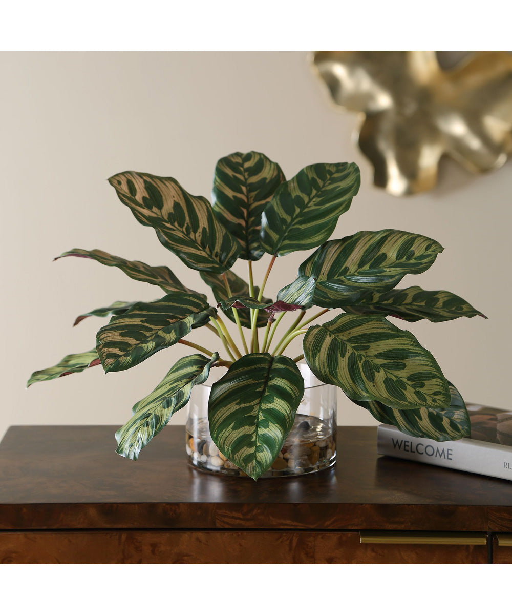 Peacock Plant Accent