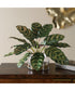 Peacock Plant Accent