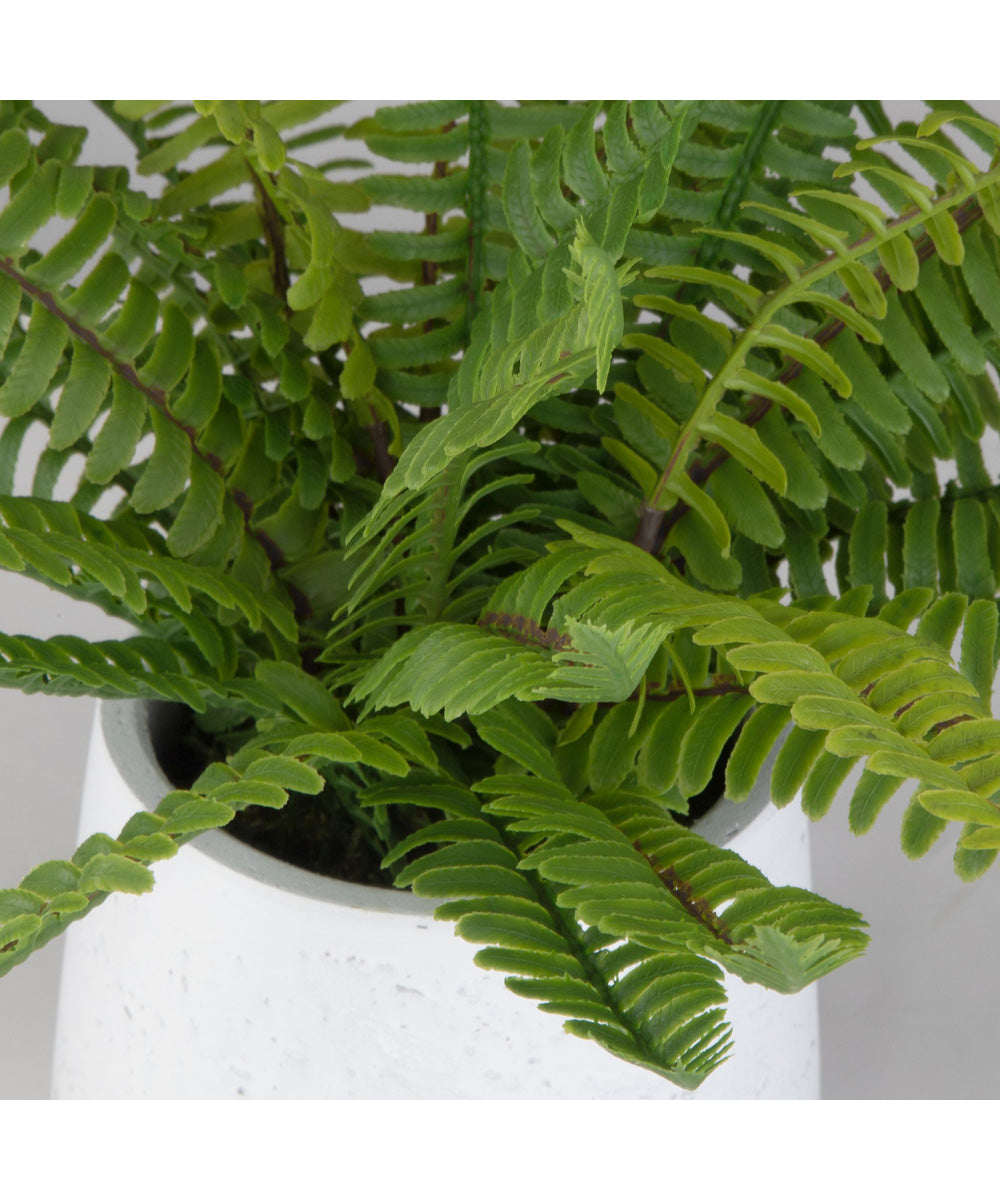 Boston Fern In White Ceramic Pot