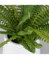 Boston Fern In White Ceramic Pot