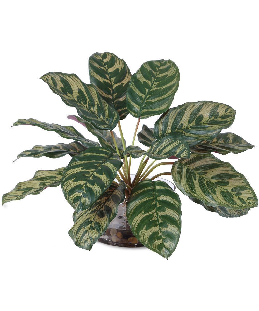 Peacock Plant Accent
