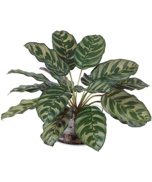 Peacock Plant Accent