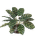 Peacock Plant Accent