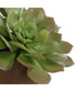 Sable Succulent Accent In Pot