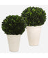Preserved Boxwood Domes Set of 2