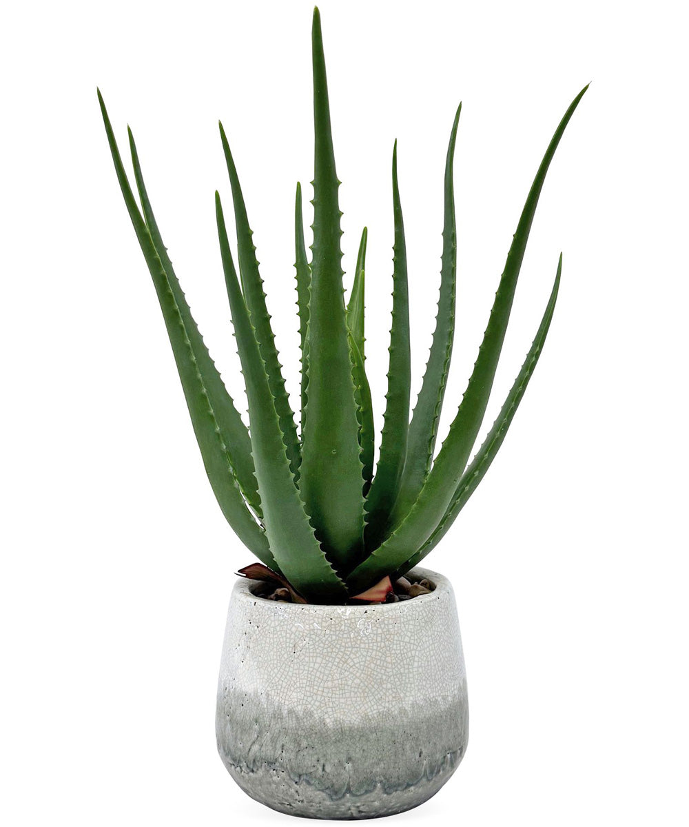 Veranda Indoor-Outdoor Aloe Plant