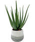 Veranda Indoor-Outdoor Aloe Plant