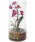 Mariposa Fuchsia Orchid