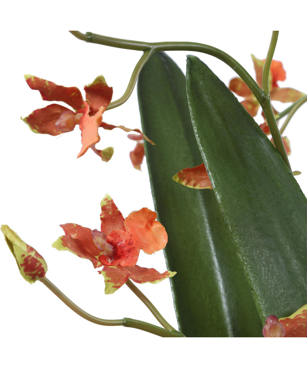 Dancing Orchid In Glass Vase