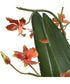 Dancing Orchid In Glass Vase