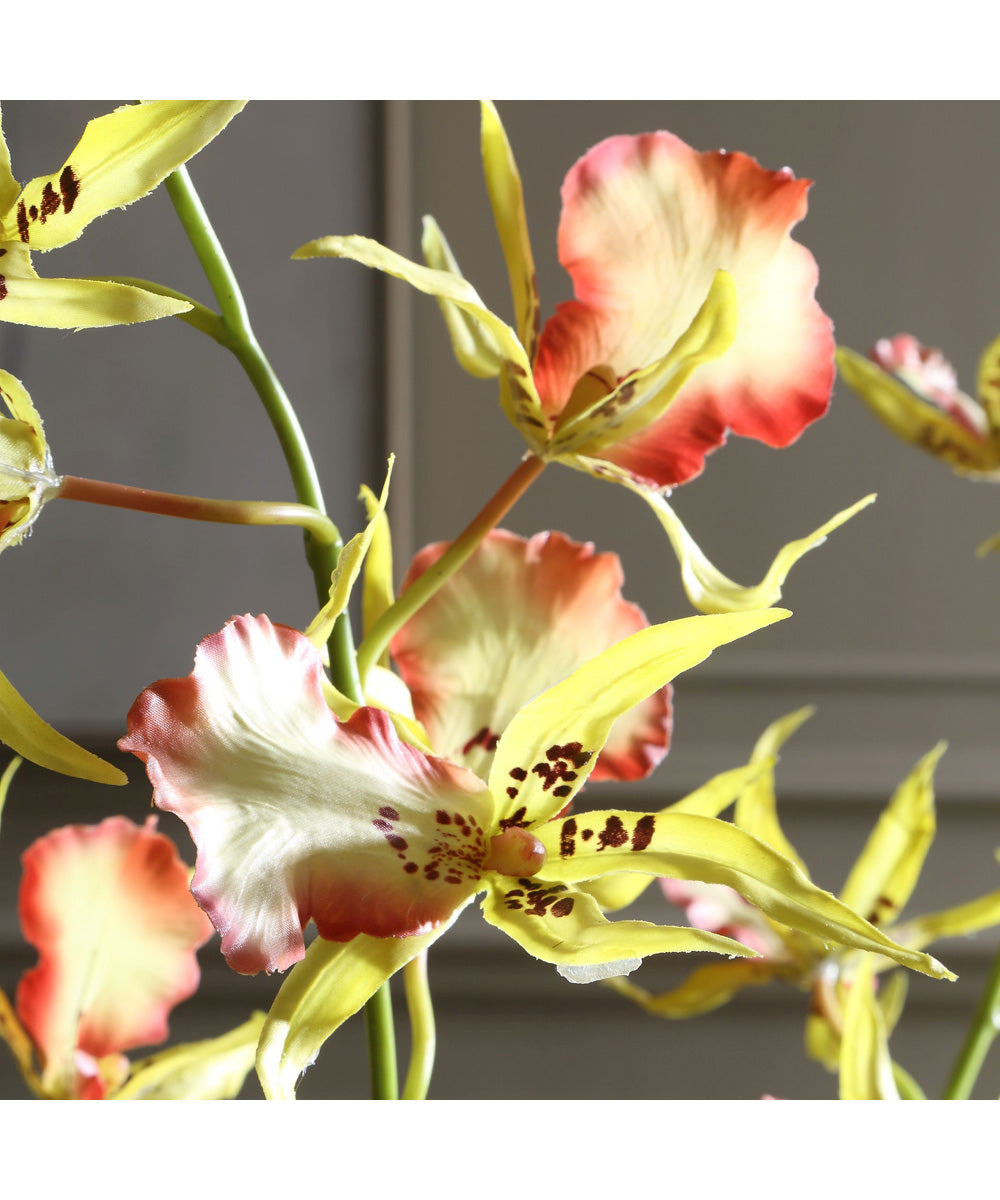 Spider Orchid In Glass Vase