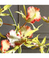 Spider Orchid In Glass Vase