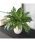 Verdure Fern In Glazed Pot