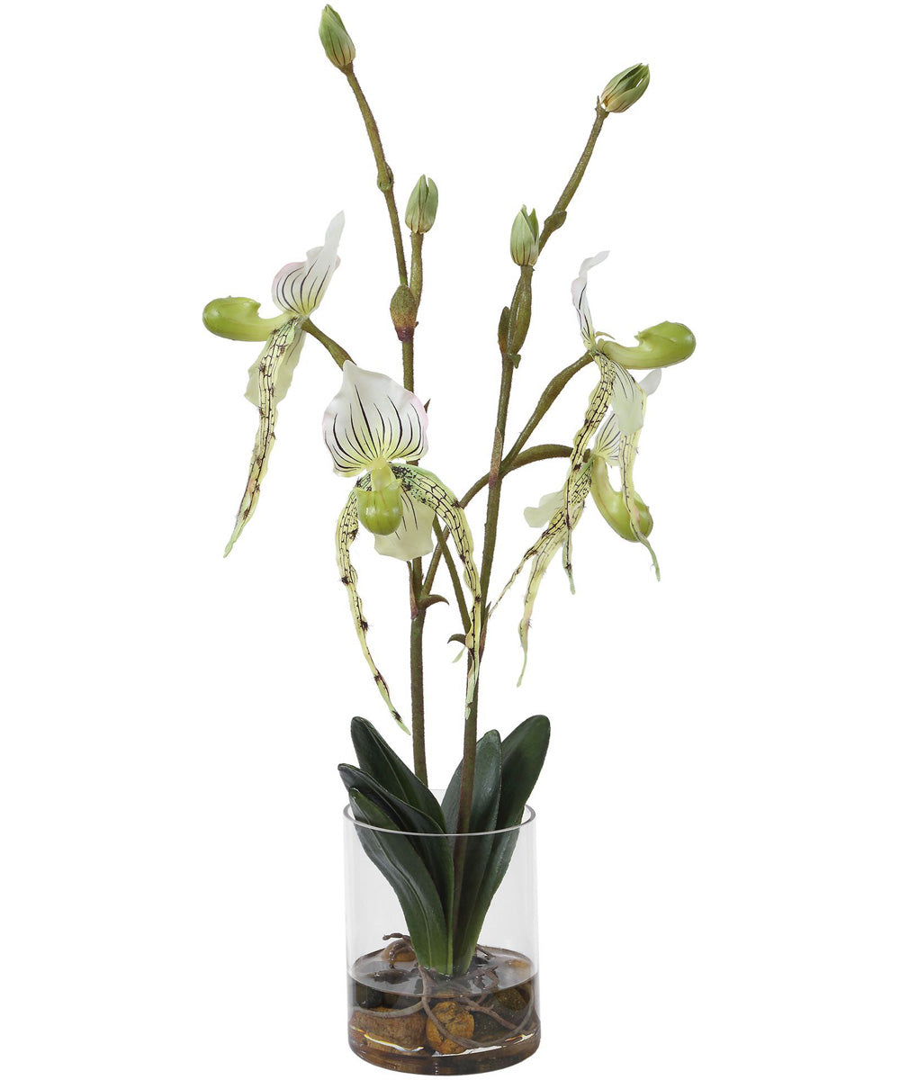 Lady Slipper Orchid In Glass Vase
