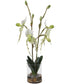 Lady Slipper Orchid In Glass Vase
