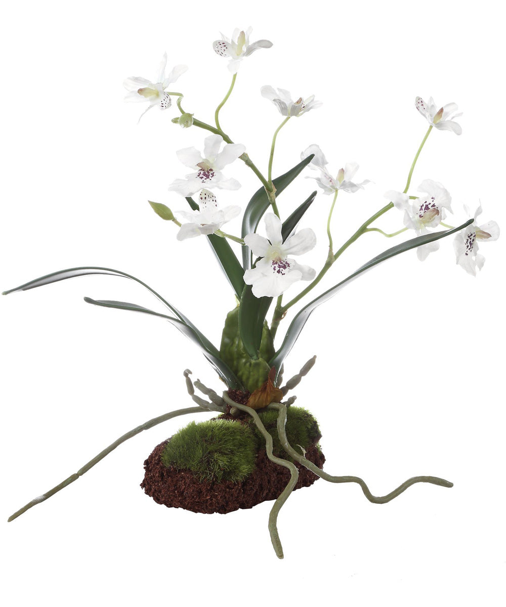 Clovis Orchid Drop-In