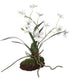 Clovis Orchid Drop-In