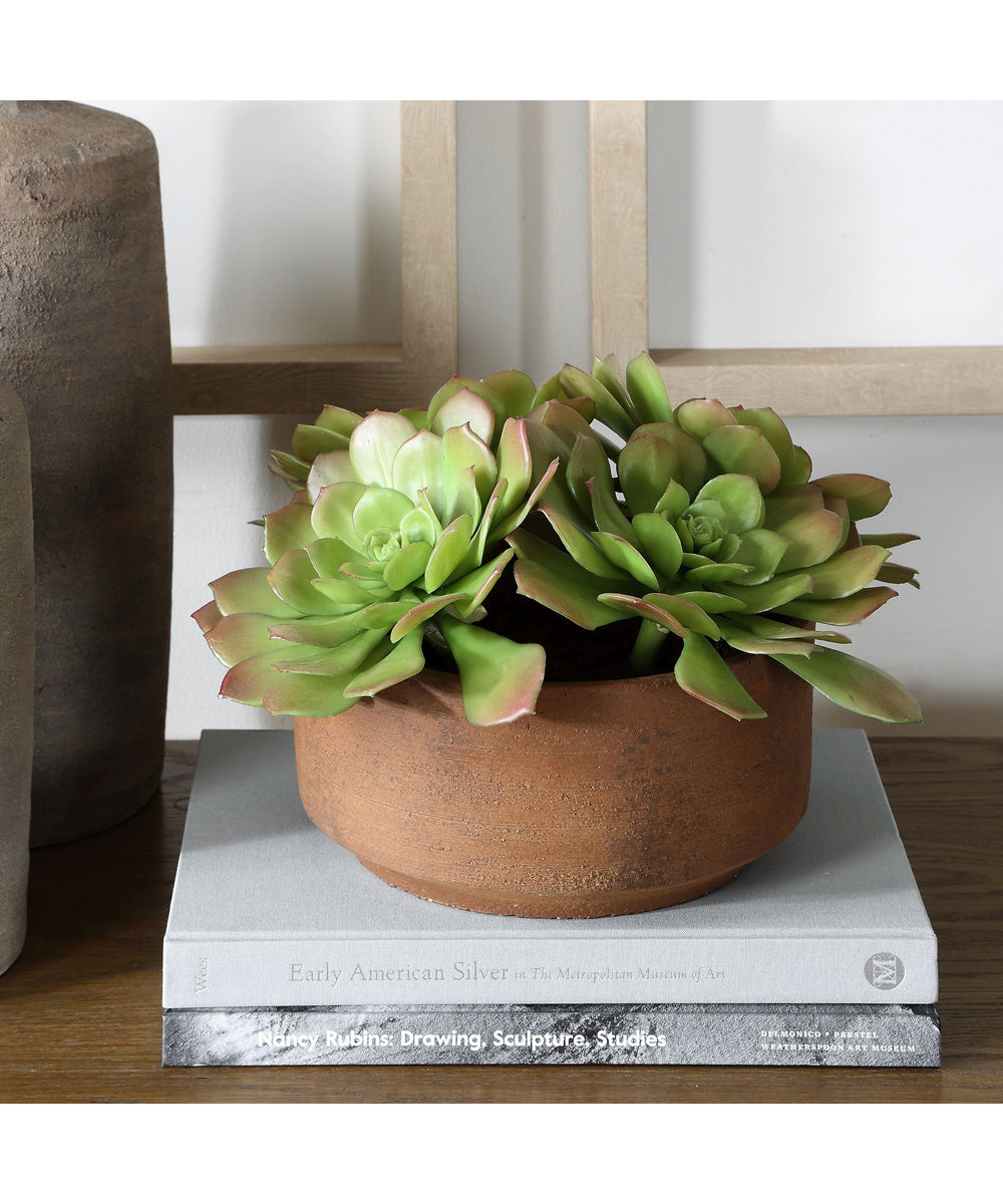 Sable Succulent Accent In Pot