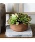 Sable Succulent Accent In Pot