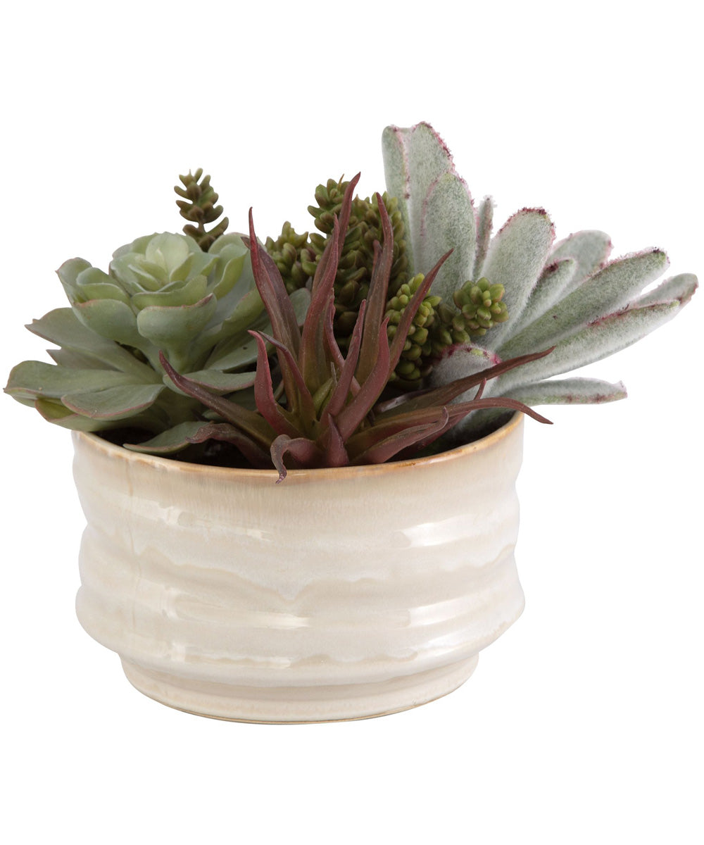 Mesa Succulent Accent