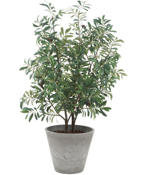 Marisol Potted Olive Plant