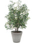 Marisol Potted Olive Plant