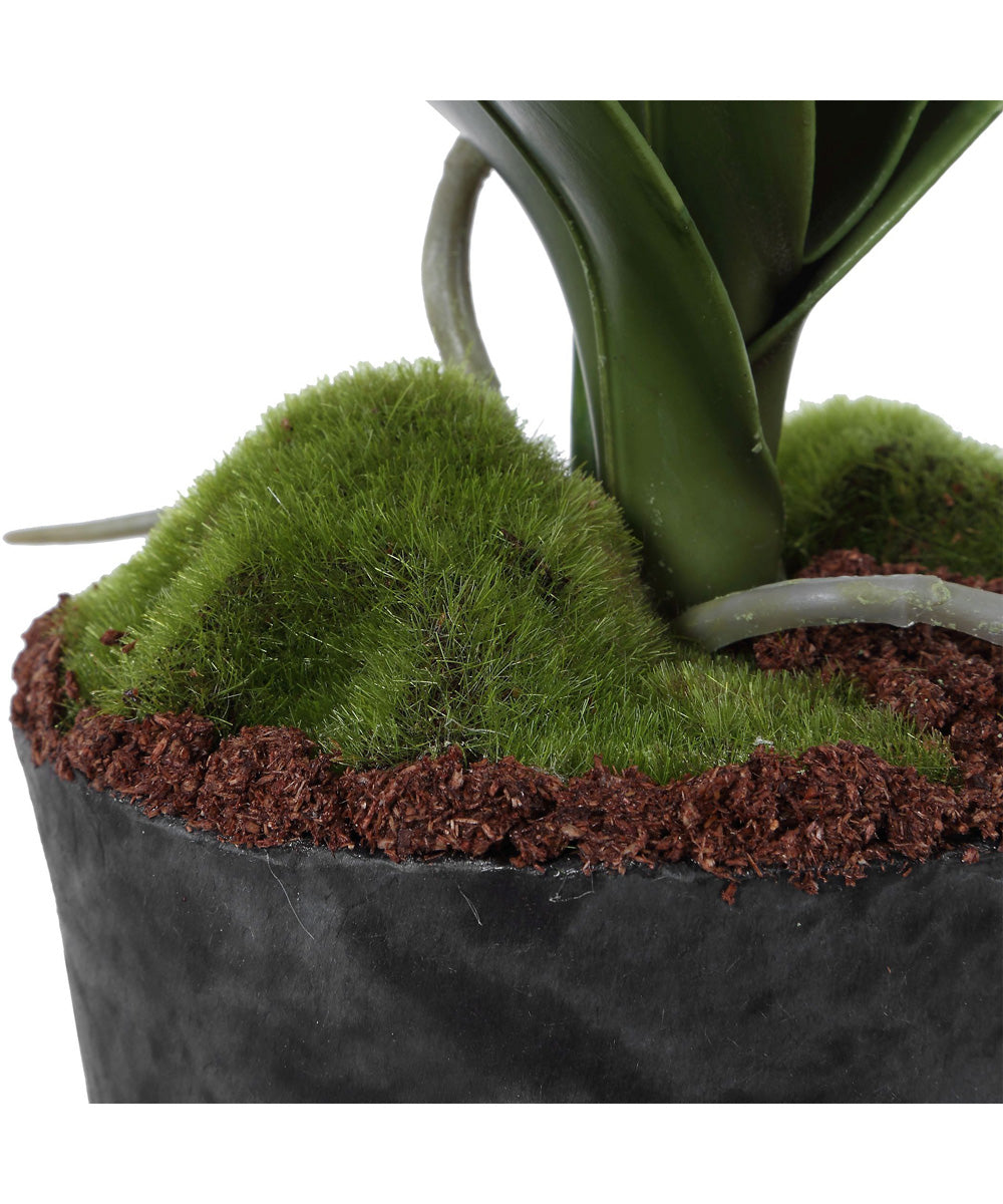 Laris Orchid Drop-In