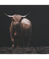 King Of The Hill Framed Bovine Print