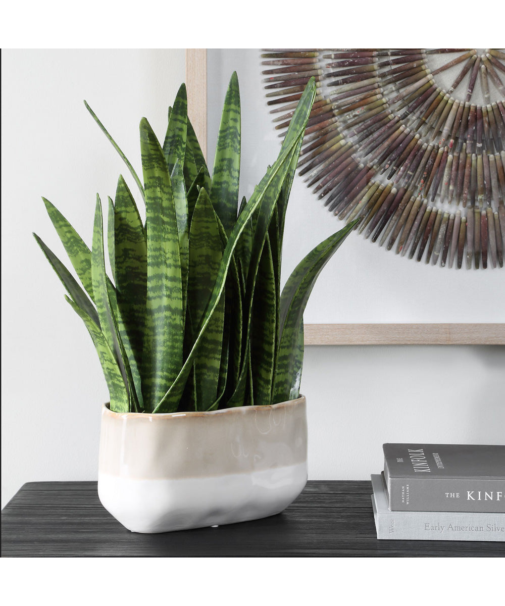 Sansera Snake Accent Plant