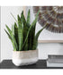 Sansera Snake Accent Plant