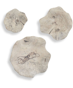 Teo Bleached Wood Wall Decor Set of 3