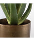 Arabia Aloe Planter