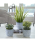 Puebla Greenery In Blue & White Pots, Set of 3
