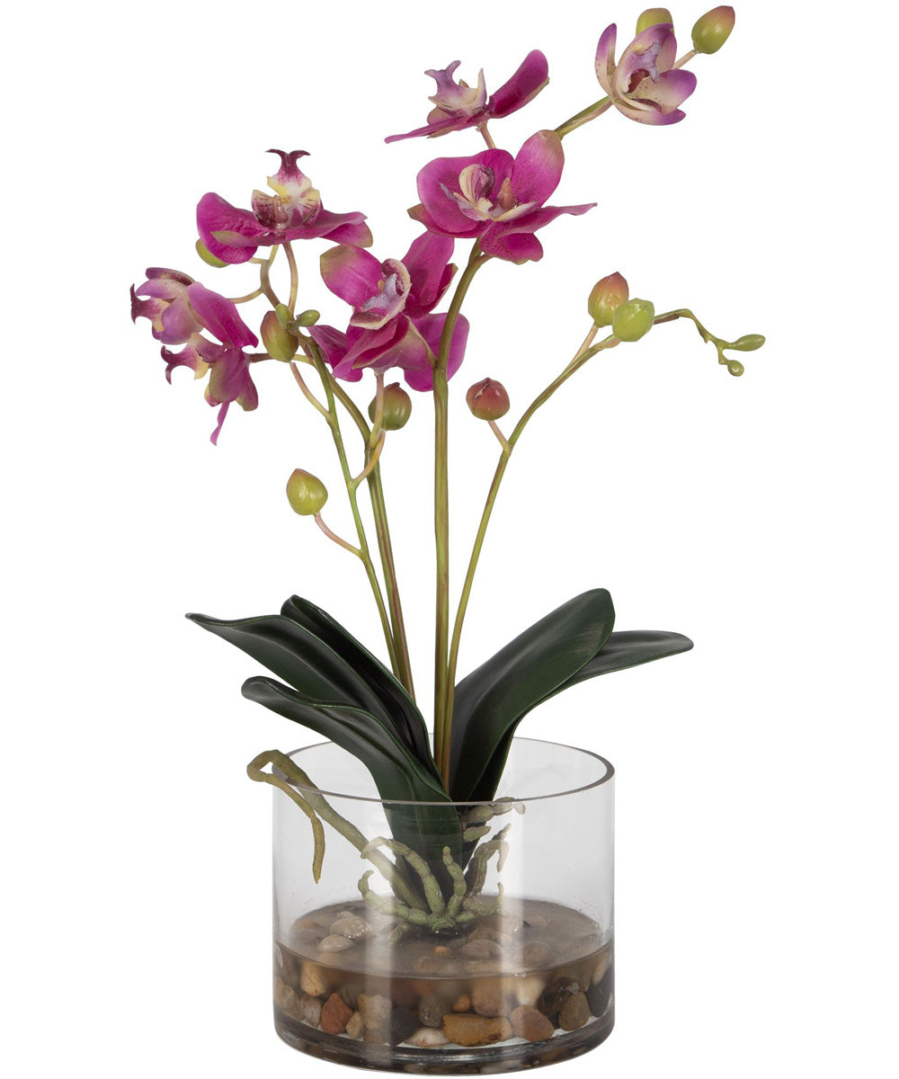 Glory Fuchsia Orchid