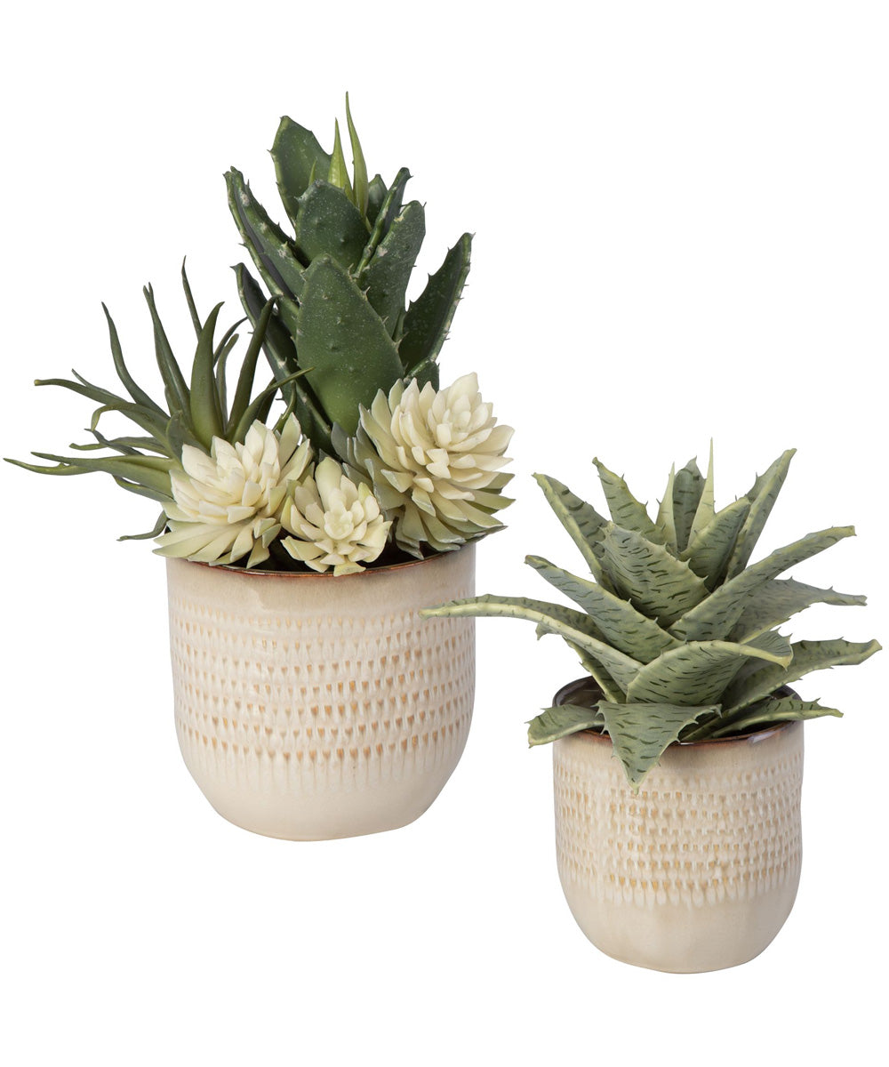 Seaside Succulents, Set of 2