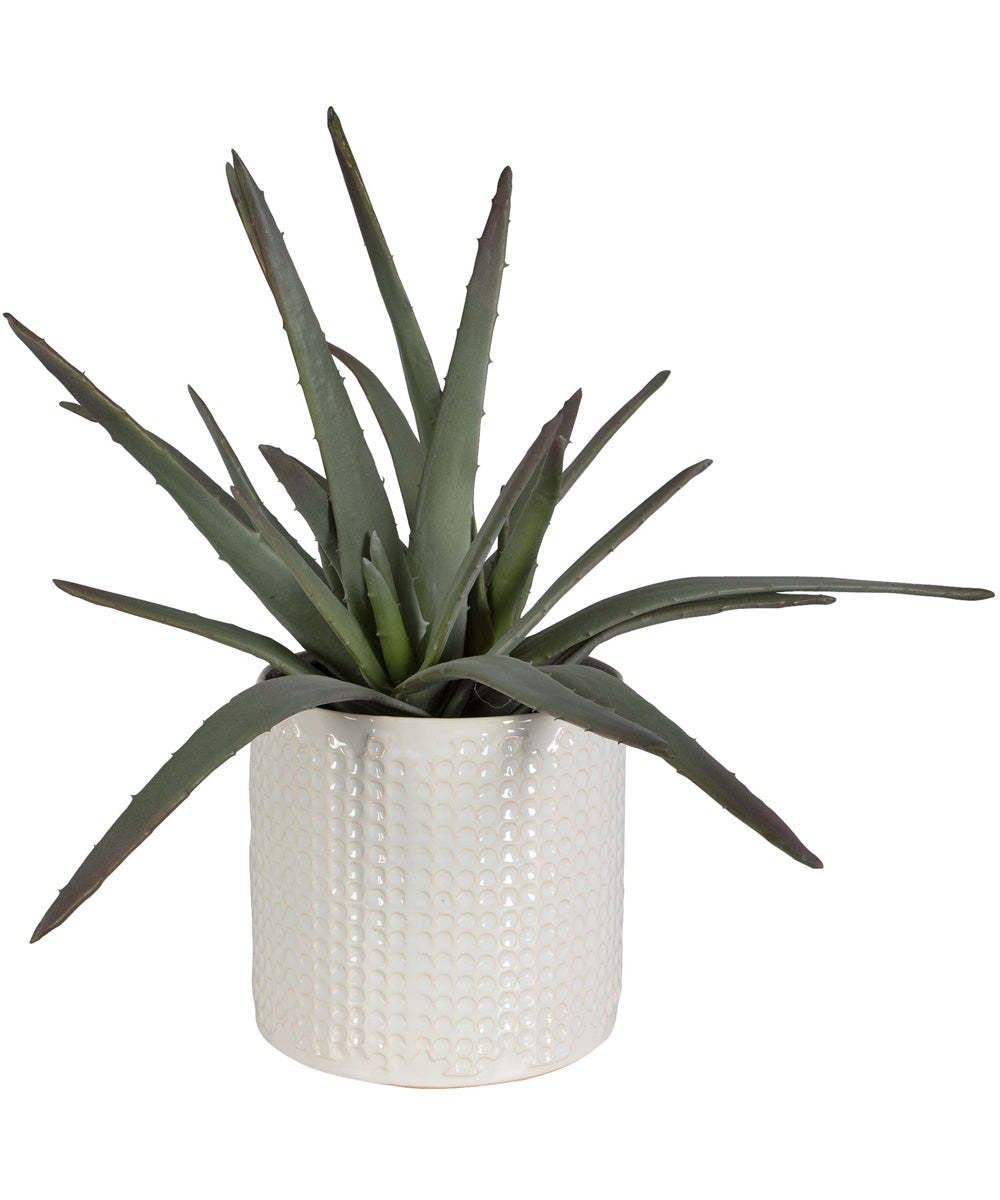 Taos Aloe Centerpiece