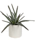 Taos Aloe Centerpiece