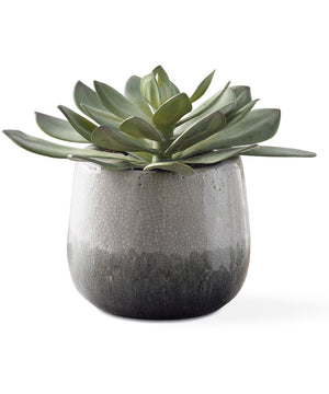 Dudleya Gray Outdoor Succulent