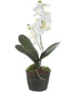 Laris Orchid Drop-In