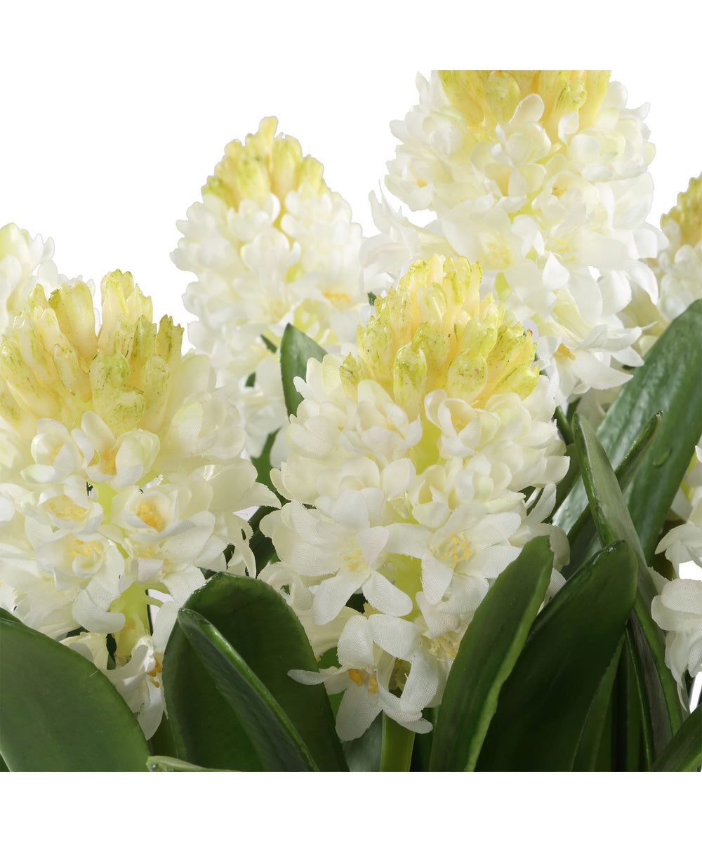 Sincerity Potted Hyacinth Plant
