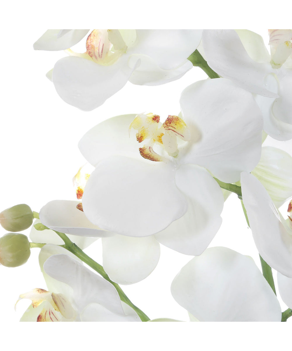 Laris Orchid Drop-In