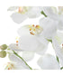 Laris Orchid Drop-In