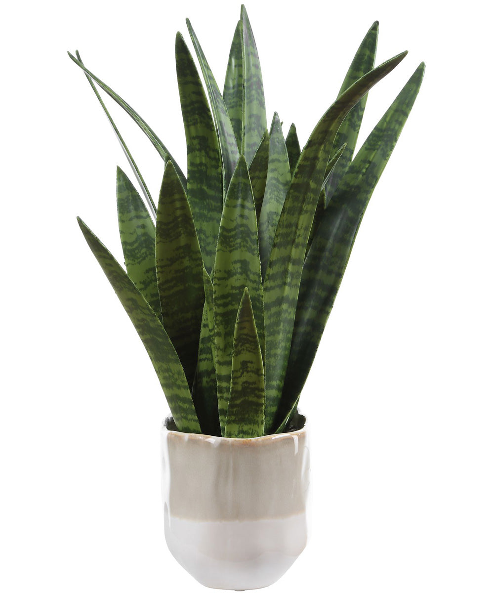 Sansera Snake Accent Plant