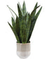 Sansera Snake Accent Plant