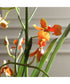 Dancing Orchid In Glass Vase